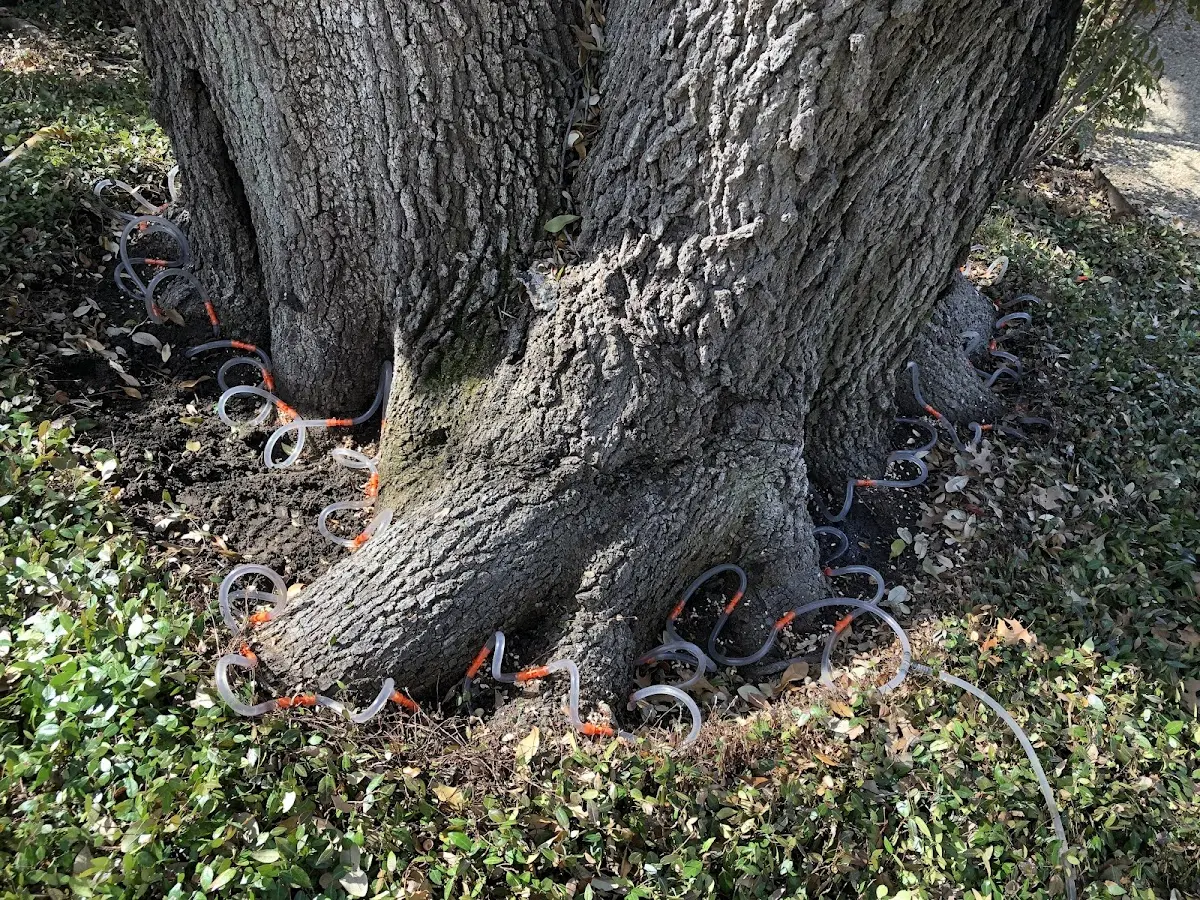 Detailed Tree Cabling and Bracing job site in Alexandria Bay