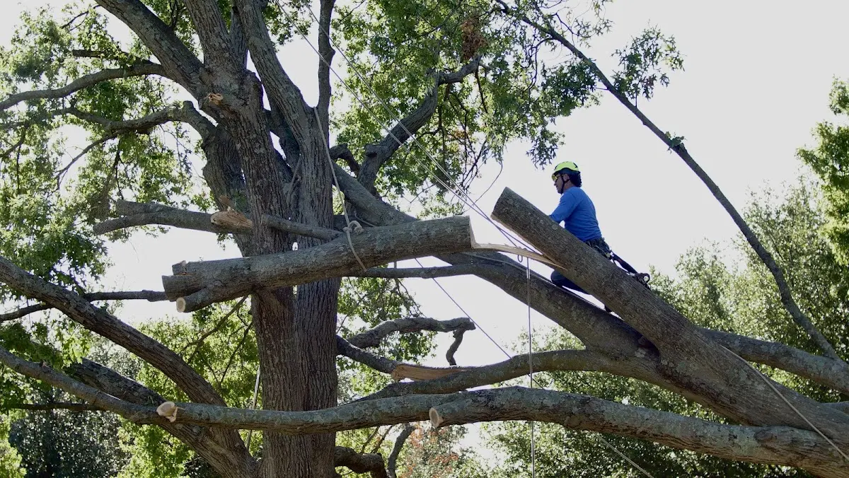 Professional Crown Thinning performed by certified arborists in Alexandria Bay