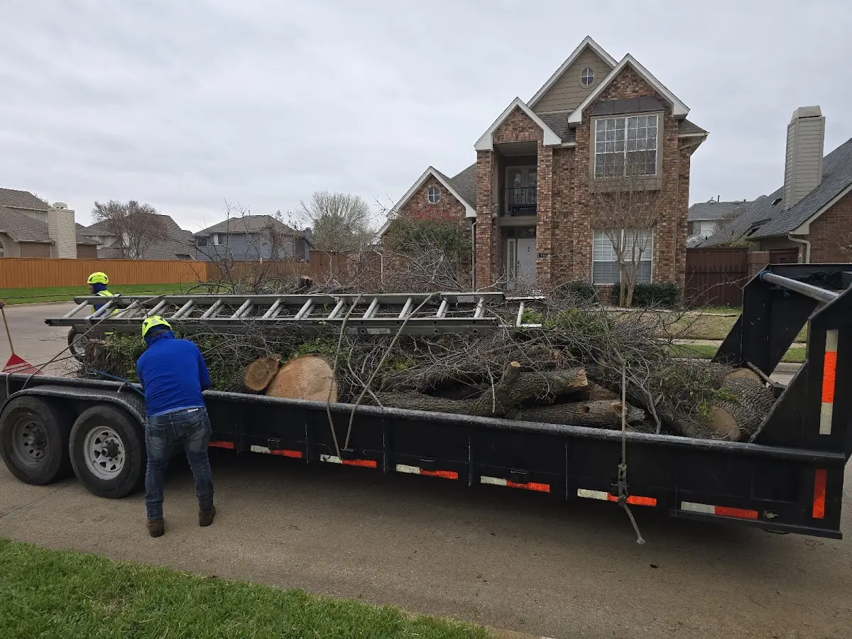 Expert Tree Removal with proper safety equipment in Alexandria Bay